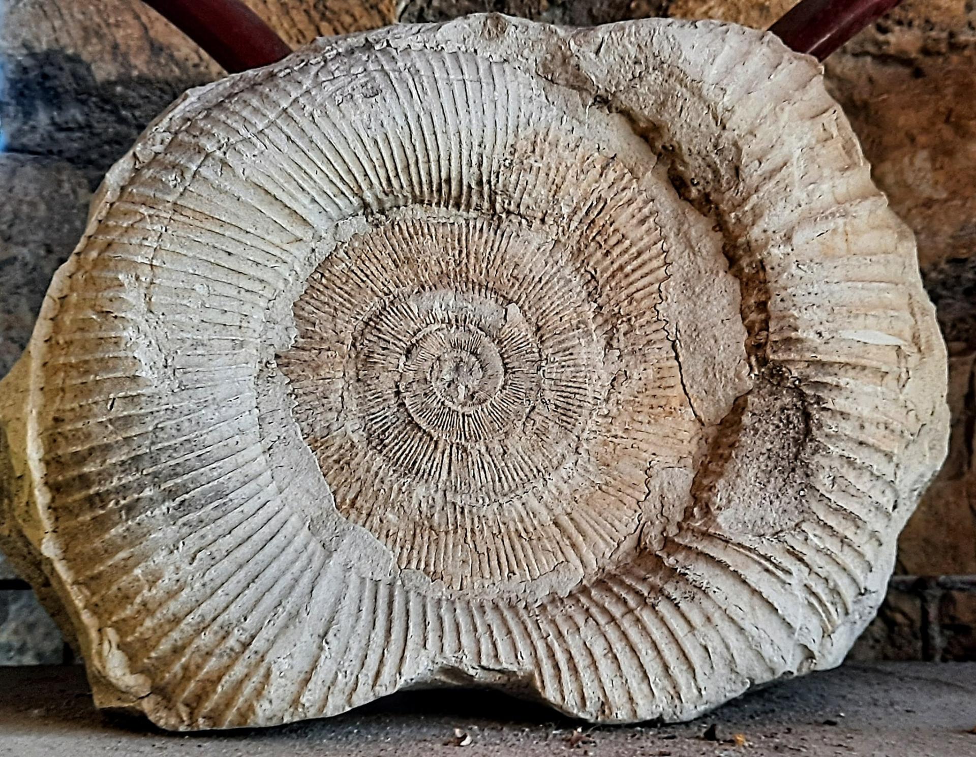 Superbe Ammonites mollusque fossilisé carrière de Cruas (Ardèche).
